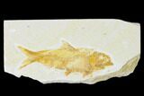 Fossil Fish (Knightia) - Wyoming #150373-1
